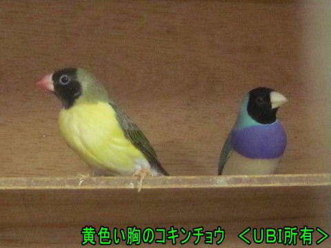 胸の色が黄色のコキンチョウ