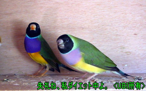 黒頭ノーマルコキンチョウ　ペア