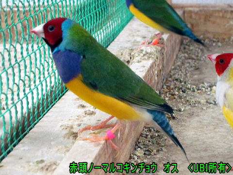 赤頭ノーマルコキンチョウ オス