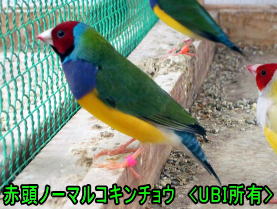 赤頭ノーマルコキンチョウ オス
