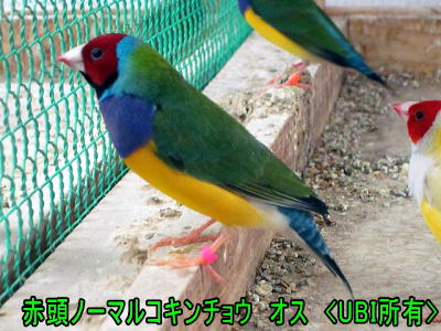 赤頭ノーマルコキンチョウ　オス