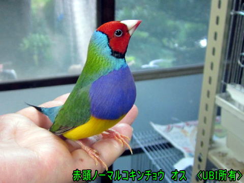 赤頭ノーマルコキンチョウ オス