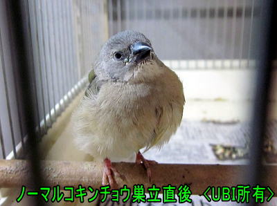 巣立ち直後のコキンチョウの幼鳥