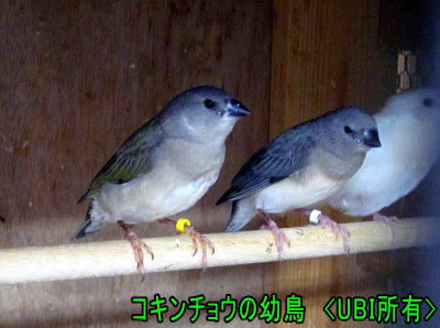 コキンチョウの幼鳥