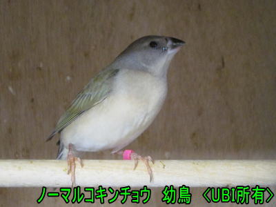 ノーマルコキンチョウ　幼鳥