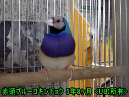 ピーちゃん　5年8か月の写真