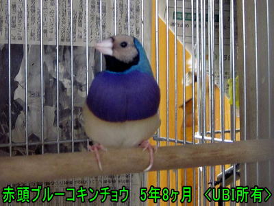 赤頭ブルーコキンチョウのピーちゃん