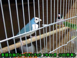 アオちゃん　1年6か月の写真