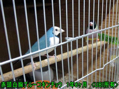 赤頭白胸ブルーコキンチョウのアオちゃん2世