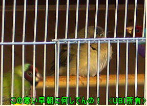 自育のコキンチョウ