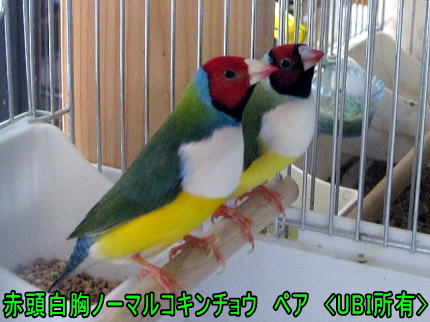 赤頭白胸ノーマルコキンチョウ　ペア