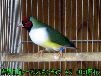 赤頭白胸ノーマルコキンチョウ　メス