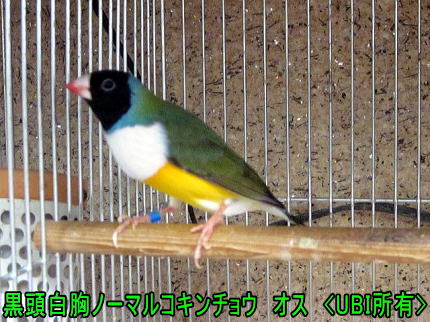 黒頭白胸ノーマルコキンチョウ　オス