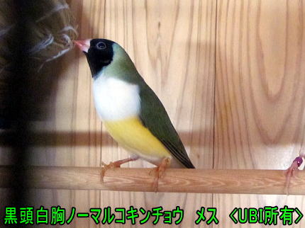 黒頭白胸ノーマルコキンチョウ　メス