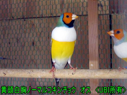 黄頭白胸ノーマルコキンチョウ　オス