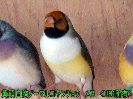 黄頭白胸ノーマルコキンチョウ　メス