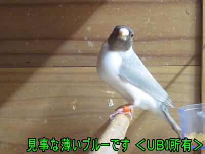 赤目黒頭白胸ブルー　コキンチョウ