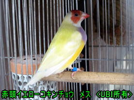 赤頭イエローコキンチョウ　メス