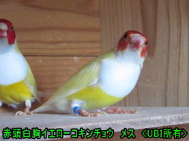 赤頭白胸イエローコキンチョウ　メス