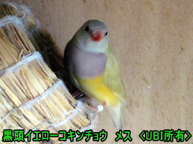 黒頭イエローコキンチョウ　メス