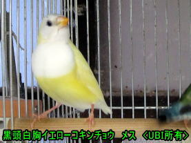 黒頭白胸イエローコキンチョウ　メス