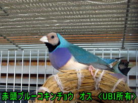 赤頭ブルーコキンチョウ　オス