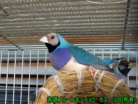 赤頭ブルーコキンチョウ オス