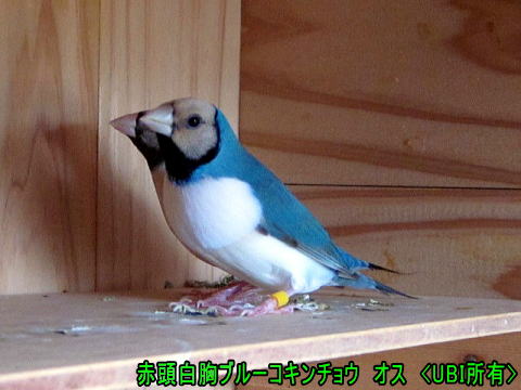赤頭白胸ブルーコキンチョウ ペア