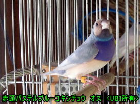 赤頭パステルブルーコキンチョウ　オス