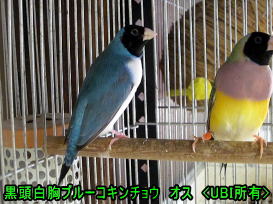 黒頭白胸ブルーコキンチョウ　オス
