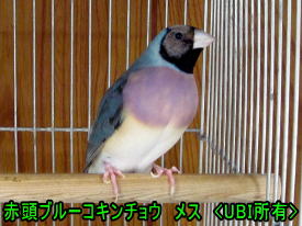 赤頭ブルーコキンチョウ　メス