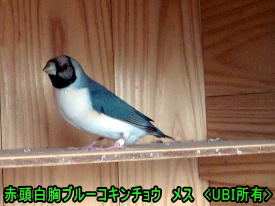 赤頭白胸ブルーコキンチョウ　メス
