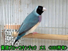 黒頭ブルーコキンチョウ　メス