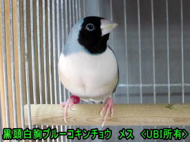 黒頭白胸ブルーコキンチョウ　メス