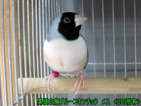 黒頭白胸ブルーコキンチョウ メス