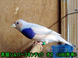 赤頭シルバーコキンチョウ　オス