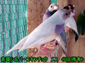 赤頭シルバーコキンチョウ　メス