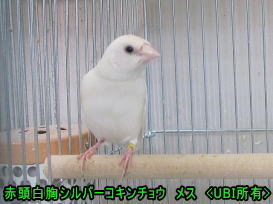 赤頭白胸シルバーコキンチョウ　メス