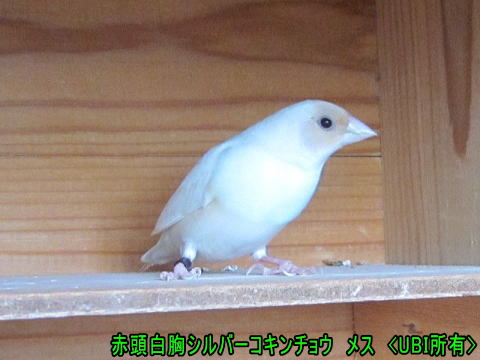 青く輝く 赤頭白胸シルバーコキンチョウ メス