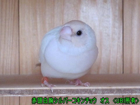 赤頭白胸シルバーコキンチョウ オス