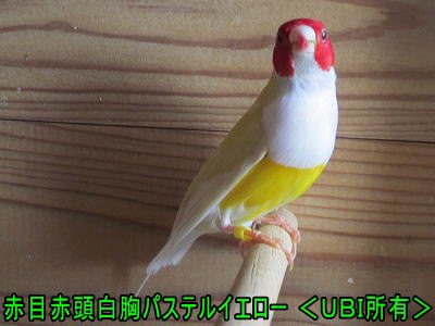 赤目赤頭白胸パステルイエロー　コキンチョウ
