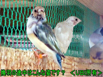特殊なコキンチョウ　幼鳥の頃