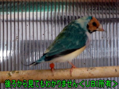 特殊なコキンチョウ