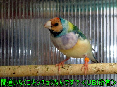 特殊なコキンチョウ