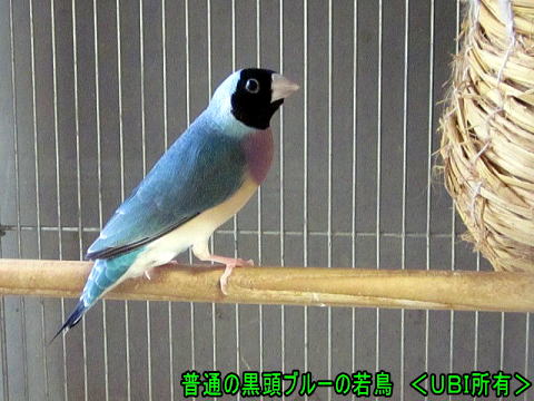 黒頭ブルー