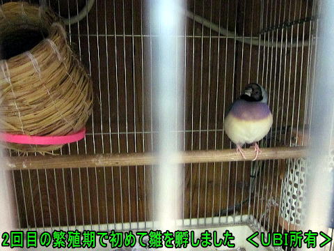 2回目の繁殖期で初めて雛を孵したコキンチョウ