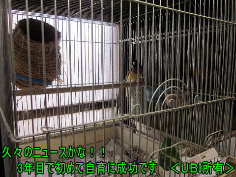 3年目で初めて雛を孵したコキンチョウ