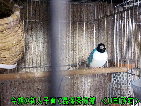 コキンチョウ新人子育て最優秀候補