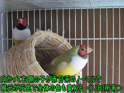赤目赤頭白胸ノーマル　コキンチョウ