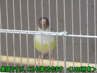 赤目黒頭白胸ノーマル　コキンチョウ